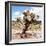 ?Viva Mexico! Square Collection - Cactus Desert IV-Philippe Hugonnard-Framed Photographic Print