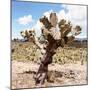 ?Viva Mexico! Square Collection - Cactus Desert IV-Philippe Hugonnard-Mounted Photographic Print