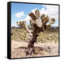 ?Viva Mexico! Square Collection - Cactus Desert IV-Philippe Hugonnard-Framed Stretched Canvas