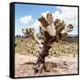 ?Viva Mexico! Square Collection - Cactus Desert IV-Philippe Hugonnard-Framed Stretched Canvas