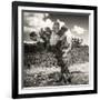 ¡Viva Mexico! Square Collection - Cactus Desert-Philippe Hugonnard-Framed Photographic Print