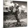 ¡Viva Mexico! Square Collection - Cactus Desert-Philippe Hugonnard-Mounted Photographic Print