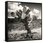 ¡Viva Mexico! Square Collection - Cactus Desert-Philippe Hugonnard-Framed Stretched Canvas