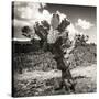 ¡Viva Mexico! Square Collection - Cactus Desert-Philippe Hugonnard-Stretched Canvas