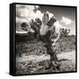 ¡Viva Mexico! Square Collection - Cactus Desert-Philippe Hugonnard-Framed Stretched Canvas
