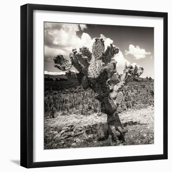 ¡Viva Mexico! Square Collection - Cactus Desert-Philippe Hugonnard-Framed Photographic Print