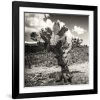 ¡Viva Mexico! Square Collection - Cactus Desert-Philippe Hugonnard-Framed Photographic Print