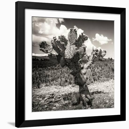¡Viva Mexico! Square Collection - Cactus Desert-Philippe Hugonnard-Framed Photographic Print