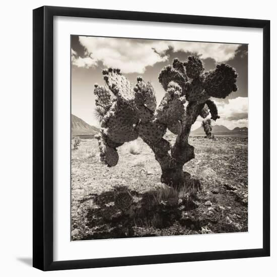 ¡Viva Mexico! Square Collection - Cactus I-Philippe Hugonnard-Framed Photographic Print