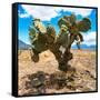 ¡Viva Mexico! Square Collection - Cactus II-Philippe Hugonnard-Framed Stretched Canvas