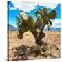 ¡Viva Mexico! Square Collection - Cactus II-Philippe Hugonnard-Stretched Canvas