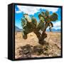 ¡Viva Mexico! Square Collection - Cactus II-Philippe Hugonnard-Framed Stretched Canvas