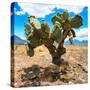 ¡Viva Mexico! Square Collection - Cactus II-Philippe Hugonnard-Stretched Canvas