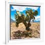 ¡Viva Mexico! Square Collection - Cactus II-Philippe Hugonnard-Framed Photographic Print