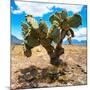 ¡Viva Mexico! Square Collection - Cactus II-Philippe Hugonnard-Mounted Photographic Print