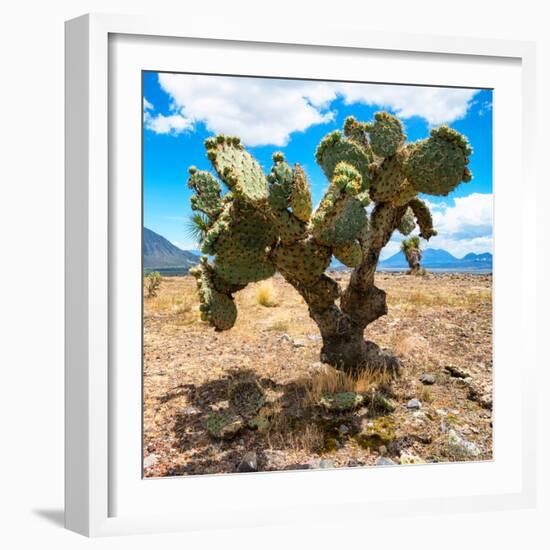 ¡Viva Mexico! Square Collection - Cactus II-Philippe Hugonnard-Framed Photographic Print