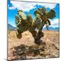 ¡Viva Mexico! Square Collection - Cactus II-Philippe Hugonnard-Mounted Photographic Print