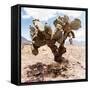 ?Viva Mexico! Square Collection - Cactus III-Philippe Hugonnard-Framed Stretched Canvas