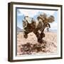 ?Viva Mexico! Square Collection - Cactus III-Philippe Hugonnard-Framed Photographic Print