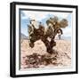 ?Viva Mexico! Square Collection - Cactus III-Philippe Hugonnard-Framed Photographic Print