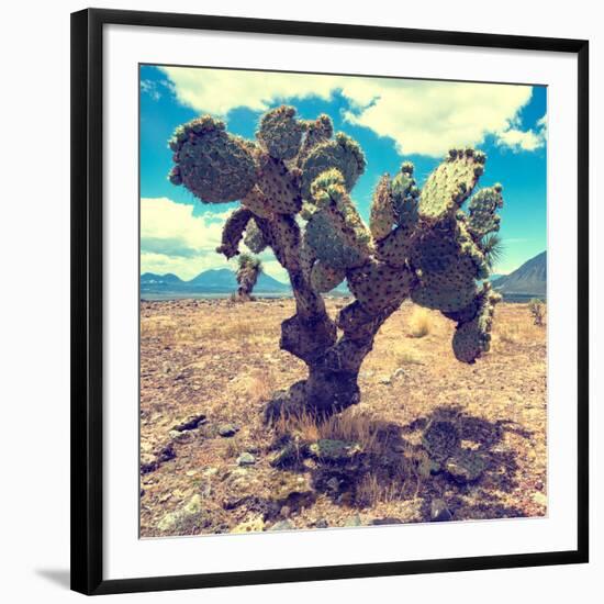 ¡Viva Mexico! Square Collection - Cactus IV-Philippe Hugonnard-Framed Photographic Print