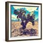 ¡Viva Mexico! Square Collection - Cactus IV-Philippe Hugonnard-Framed Photographic Print