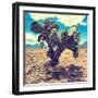 ¡Viva Mexico! Square Collection - Cactus IV-Philippe Hugonnard-Framed Photographic Print