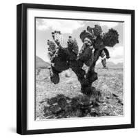 ¡Viva Mexico! Square Collection - Cactus-Philippe Hugonnard-Framed Photographic Print