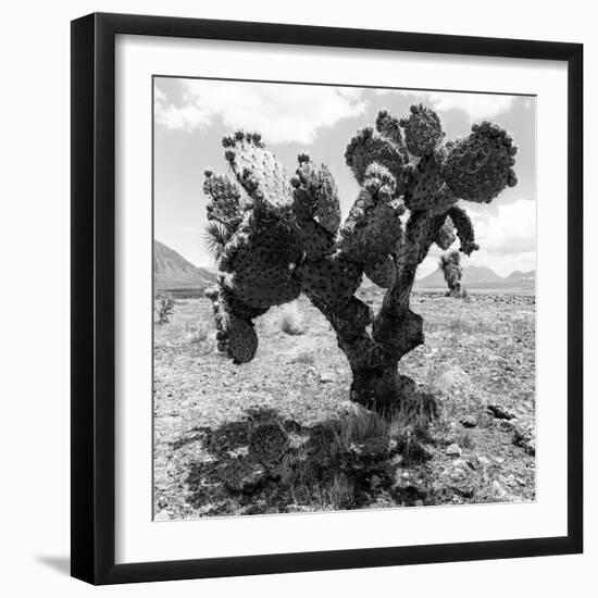 ¡Viva Mexico! Square Collection - Cactus-Philippe Hugonnard-Framed Photographic Print