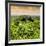 ¡Viva Mexico! Square Collection - Calakmul in the Mexican Jungle at Sunset-Philippe Hugonnard-Framed Photographic Print