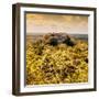 ¡Viva Mexico! Square Collection - Calakmul in the Mexican Jungle with Fall Colors-Philippe Hugonnard-Framed Photographic Print