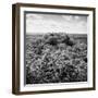 ¡Viva Mexico! Square Collection - Calakmul in the Mexican Jungle-Philippe Hugonnard-Framed Photographic Print