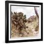 ¡Viva Mexico! Square Collection - Cantona Archaeological Ruins IV-Philippe Hugonnard-Framed Photographic Print