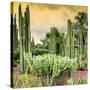 ¡Viva Mexico! Square Collection - Cardon Cactus at Sunset-Philippe Hugonnard-Stretched Canvas