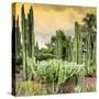 ¡Viva Mexico! Square Collection - Cardon Cactus at Sunset-Philippe Hugonnard-Stretched Canvas