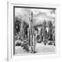 ?Viva Mexico! Square Collection - Cardon Cactus B&W II-Philippe Hugonnard-Framed Photographic Print