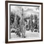 ?Viva Mexico! Square Collection - Cardon Cactus B&W II-Philippe Hugonnard-Framed Photographic Print