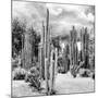 ?Viva Mexico! Square Collection - Cardon Cactus B&W II-Philippe Hugonnard-Mounted Photographic Print