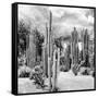 ?Viva Mexico! Square Collection - Cardon Cactus B&W II-Philippe Hugonnard-Framed Stretched Canvas