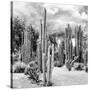 ?Viva Mexico! Square Collection - Cardon Cactus B&W II-Philippe Hugonnard-Stretched Canvas