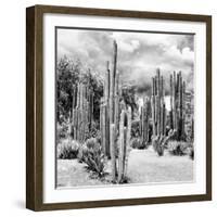 ?Viva Mexico! Square Collection - Cardon Cactus B&W II-Philippe Hugonnard-Framed Photographic Print