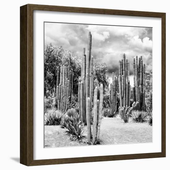 ?Viva Mexico! Square Collection - Cardon Cactus B&W II-Philippe Hugonnard-Framed Photographic Print