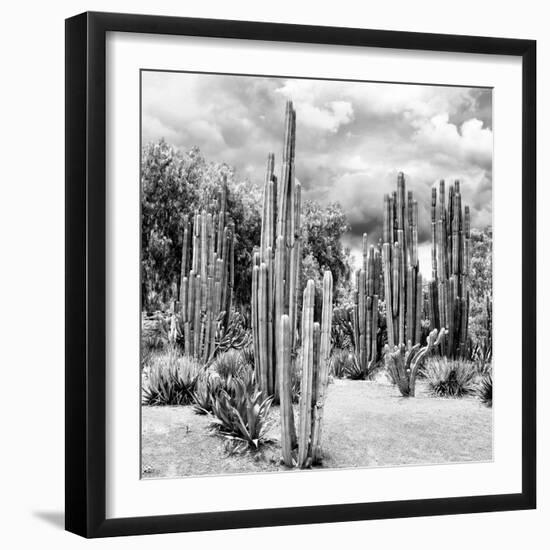 ?Viva Mexico! Square Collection - Cardon Cactus B&W II-Philippe Hugonnard-Framed Photographic Print