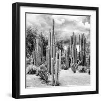 ?Viva Mexico! Square Collection - Cardon Cactus B&W II-Philippe Hugonnard-Framed Photographic Print