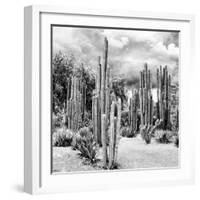 ?Viva Mexico! Square Collection - Cardon Cactus B&W II-Philippe Hugonnard-Framed Photographic Print