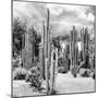 ?Viva Mexico! Square Collection - Cardon Cactus B&W II-Philippe Hugonnard-Mounted Photographic Print