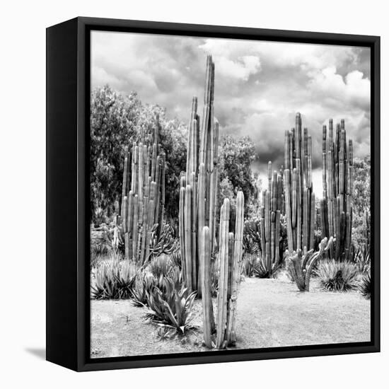 ?Viva Mexico! Square Collection - Cardon Cactus B&W II-Philippe Hugonnard-Framed Stretched Canvas