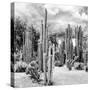 ?Viva Mexico! Square Collection - Cardon Cactus B&W II-Philippe Hugonnard-Stretched Canvas
