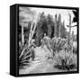 ¡Viva Mexico! Square Collection - Cardon Cactus B&W III-Philippe Hugonnard-Framed Stretched Canvas
