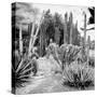 ¡Viva Mexico! Square Collection - Cardon Cactus B&W III-Philippe Hugonnard-Stretched Canvas